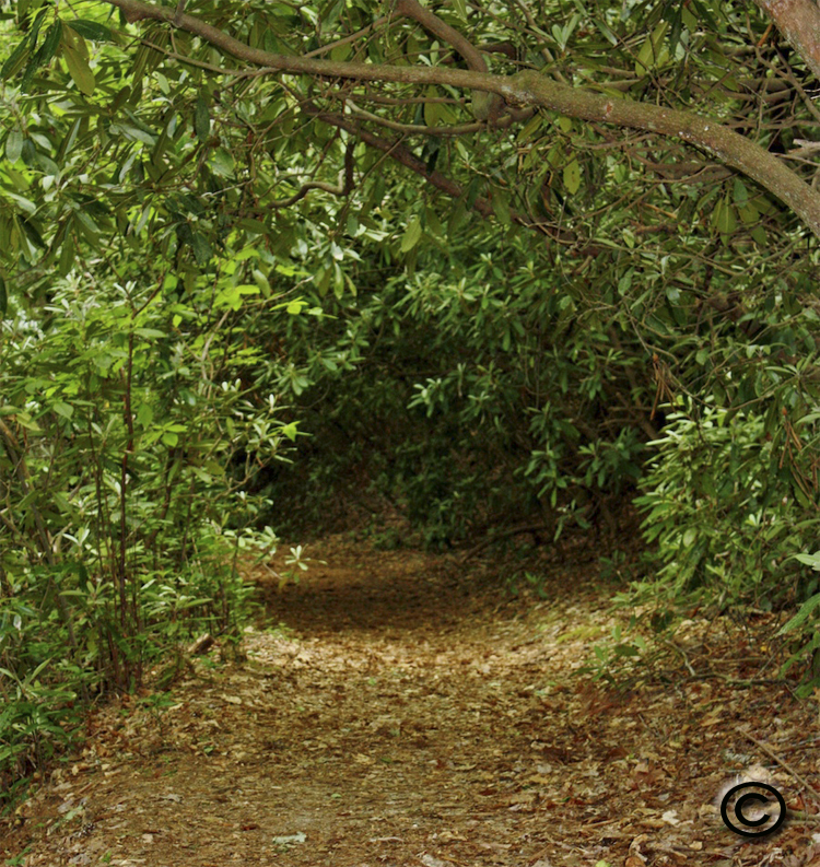 Reflections_path_copyrighted