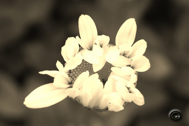 Sepia Daisy_copyrighted_edited-2
