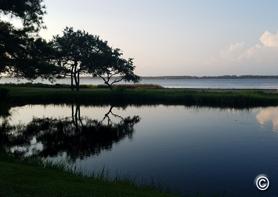 Tree w reflection_copyrighted-1